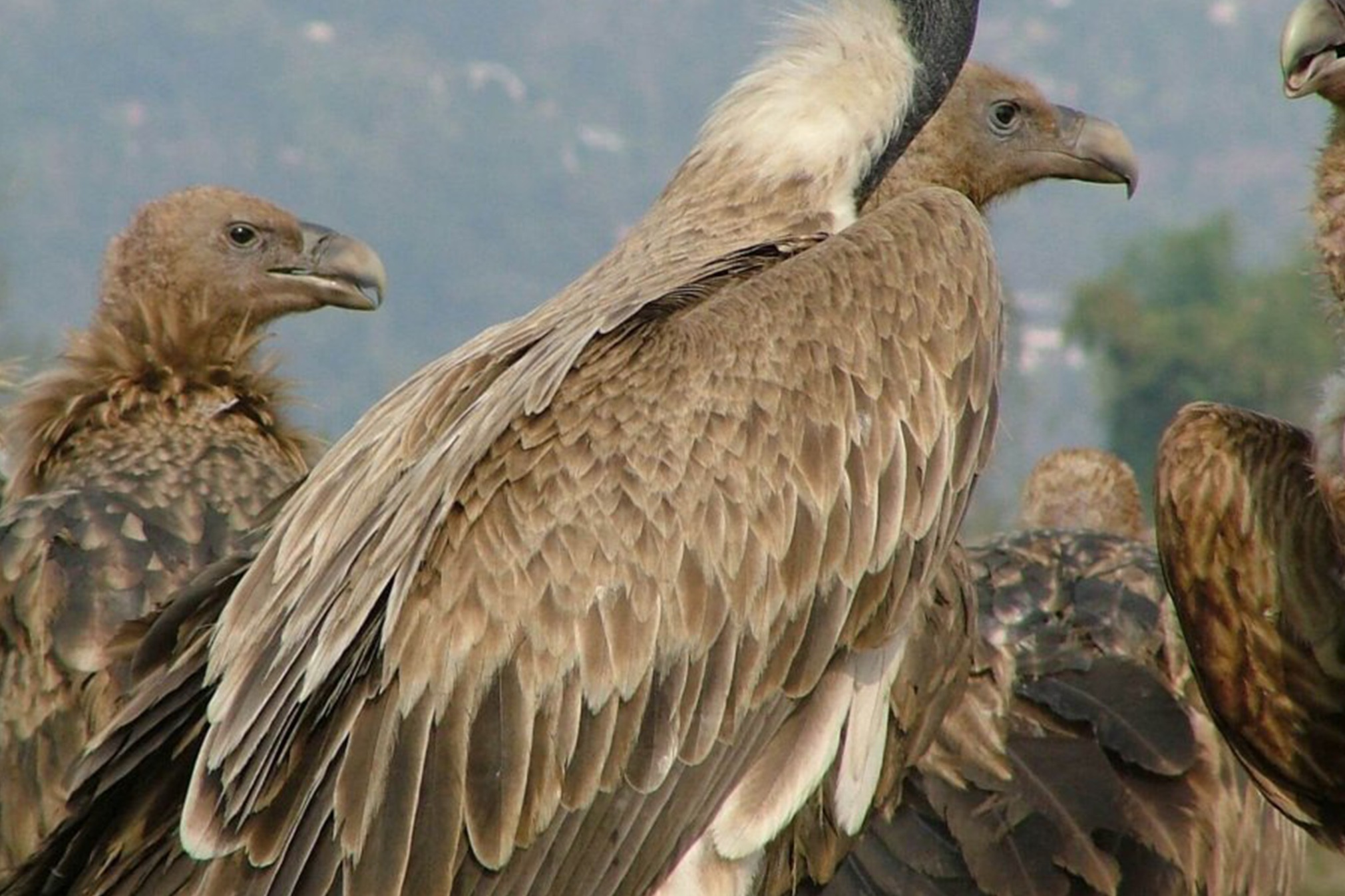 Save India’s Vultures – Savera Trust